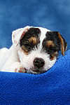 Parson Russell Terrier Welpe / parson russell terrier puppy