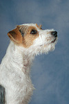 Parson Russell Terrier