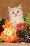 Britisch Kurzhaar Kätzchen / british shorthair kitten