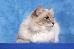 Heilige Birma / sacred birman