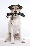 Parson Russell Terrier