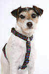 Parson Russell Terrier