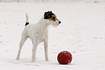 Parson Russell Terrier im Schnee / prt in snow