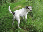 nasser Parson Russell Terrier / wet PRT