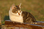 Hauskatze im Abendlicht / domestic cat