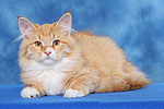 Sibirische Katze / siberian cat