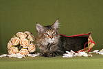 junge Maine Coon / young maine coon