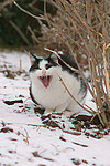 gähnende Hauskatze / yawning domestic cat