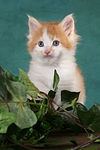 Maine Coon Kätzchen / maine coon kitten