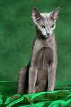 Russisch Blau / russian blue