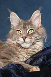 Maine Coon