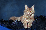 Maine Coon