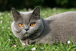 Britisch Kurzhaar / british shorthair