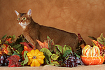 Abessinier / abyssinian cat