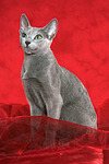 Russisch Blau / russian blue