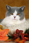 Britisch Kurzhaar / british shorthair