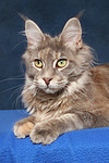 Maine Coon