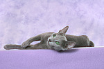 liegende Russisch Blau / lying russian blue