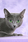 liegende Russisch Blau / lying russian blue