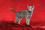 stehende Russisch Blau / standing russian blue