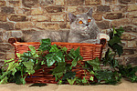 Britisch Kurzhaar / british shorthair