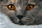 Britisch Kurzhaar / british shorthair