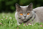 Britisch Kurzhaar / british shorthair