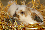 Zwergwidder / lop-eared bunny