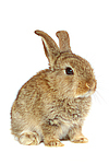 Zwergkaninchen / dwarf rabbit