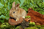 junges Zwergkaninchen / young dwarf rabbit