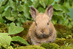 junges Zwergkaninchen / young dwarf rabbit