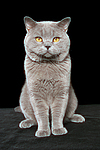 Britisch Kurzhaar / british shorthair