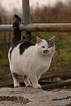 stehende Hauskatze / standing domestic cat