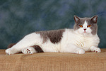 Britisch Kurzhaar / british shorthair