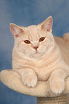 Britisch Kurzhaar / british shorthair