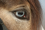 Deutsches Reitpony mit Fischauge / pony eye