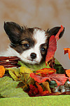 Papillon Welpe / papillon puppy