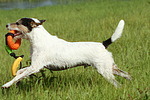 Parson Russell Terrier