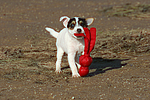 Parson Russell Terrier Welpe / parson russell terrier puppy