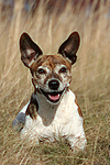 Jack Russell Terrier