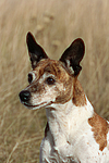 Jack Russell Terrier