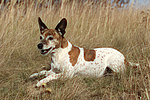 Jack Russell Terrier