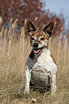 Jack Russell Terrier