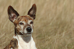 Jack Russell Terrier