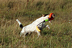 Parson Russell Terrier