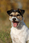 Parson Russell Terrier