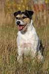 Parson Russell Terrier