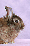 Zwergkaninchen / dwarf rabbit