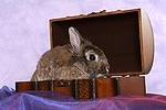 Zwergkaninchen / dwarf rabbit