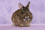 Zwergkaninchen / dwarf rabbit